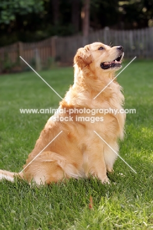 Golden Retriever sitting in garden