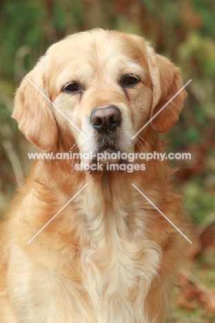 Golden Retriever head study