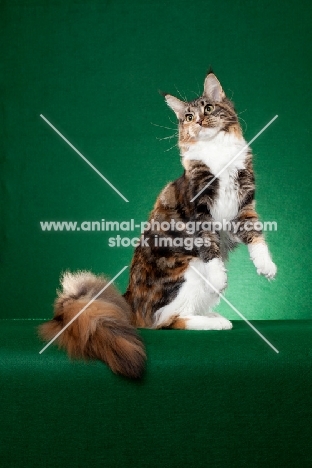 Maine Coon cat standing on green background