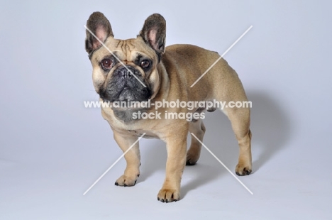 French Bulldog