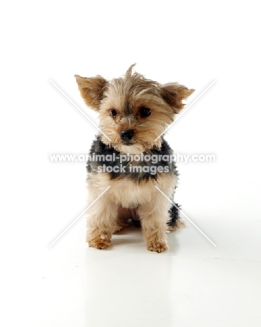 young Yorkshire Terrier