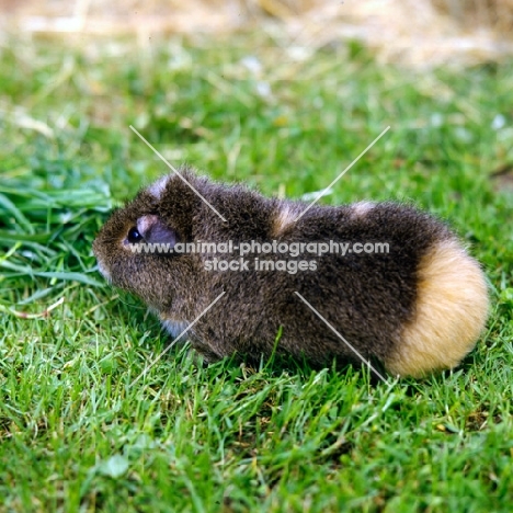 agouti rex guinea pig