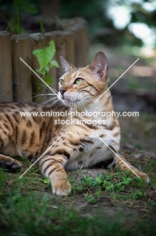 bengal cat resting in garden