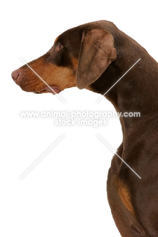 Australian Champion Dobermann, profile