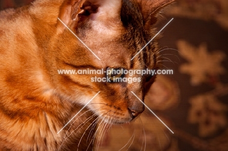 Bengal portrait, looking down