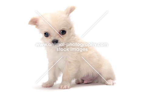 smooth coated Chihuahua puppy sitting down on white background