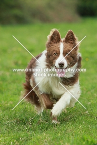 young Border Collie running