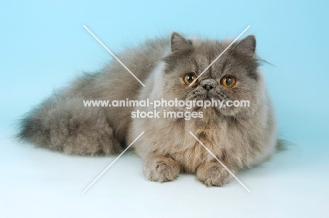 blue persian cat lying down