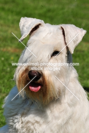 white miniature Schnauzer