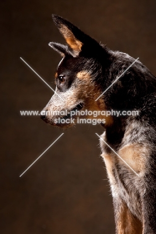 Australian Cattle Dog, looking down