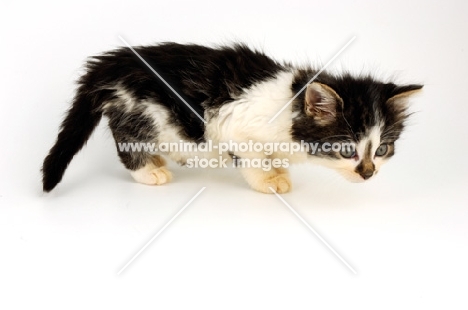 Household kitten on white background