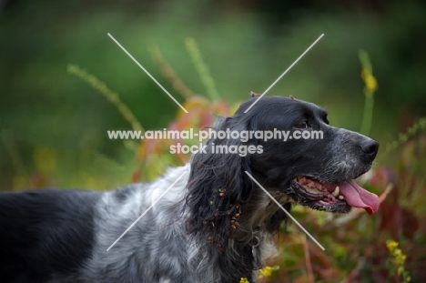 profile head shot of a black and white English Setter in a natural environment