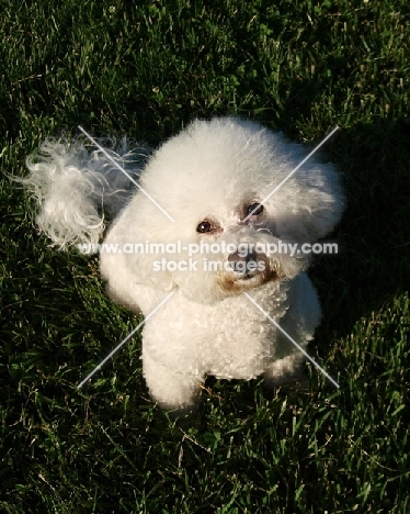 Bichon Frise on grass