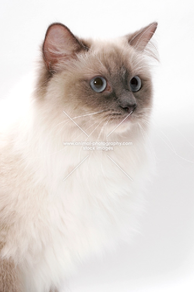 Blue Point Mitted Ragdoll, portrait