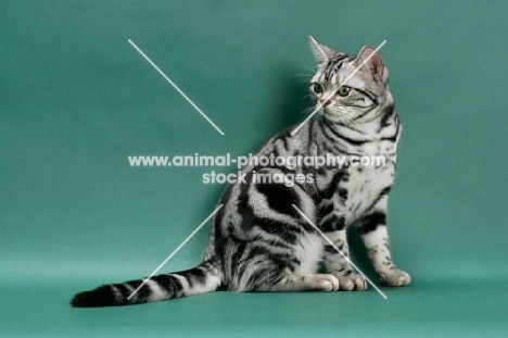 American Shorthair, sitting on green background