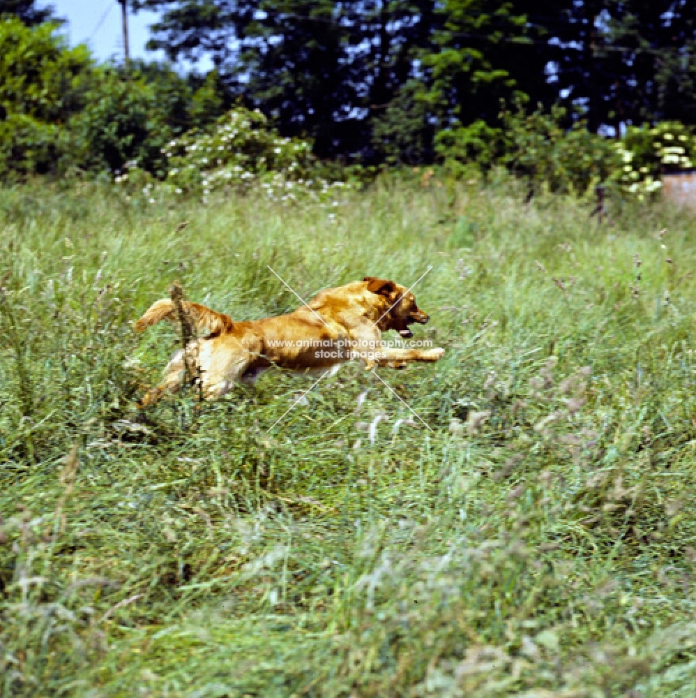 working type golden retriever from standerwick galloping in long grass