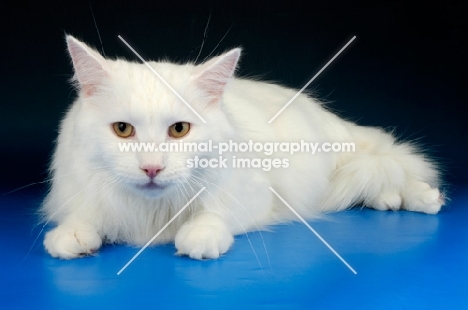 white norwegian forest cat lying down