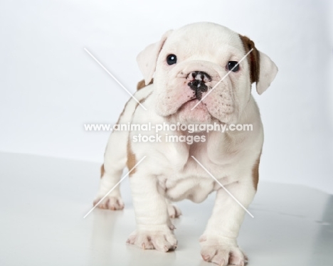 bulldog puppy 