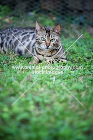 black rosetted bengal cat in the grass