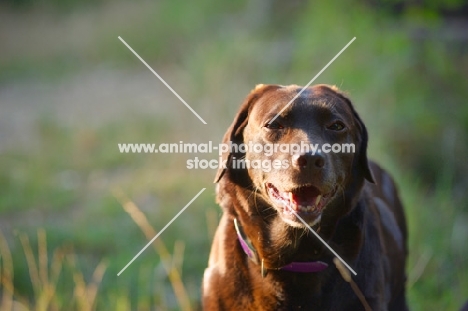 chocolate labrador retriever looking at at the camera