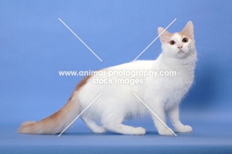 cream and white Turkish Van