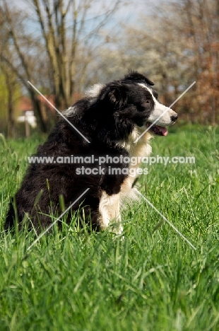 Border Collie sitting in field