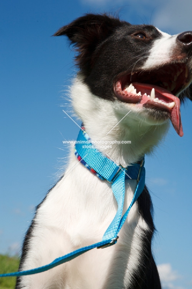 Border Collie on blue lead