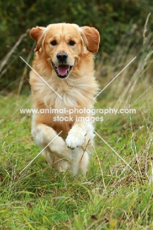 Golden Retriever running in high grass