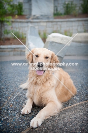 golden retriever lying down