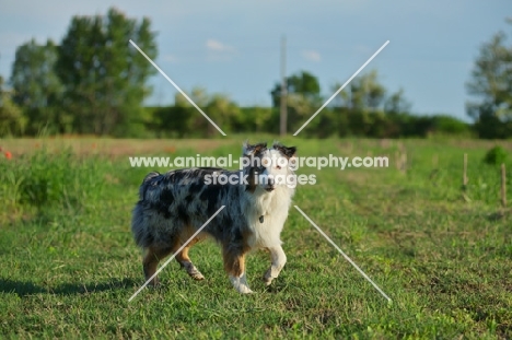 blue merle australian shepherd walking in a field