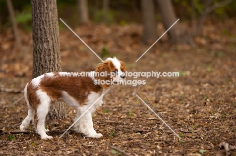 young blenheim Cavalier King Charles Spaniel