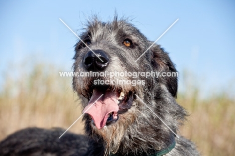 Irish Wolfhound