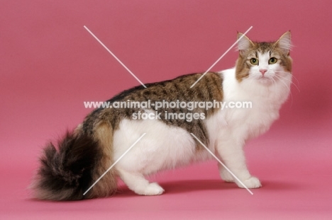 Brown Mackerel Tabby & White Norwegian Forest cat, standing