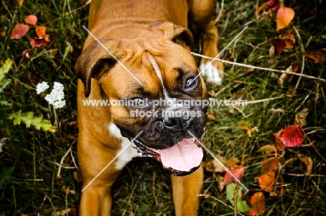 boxer laying in field