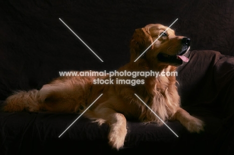 Golden Retriever lying down on sofa