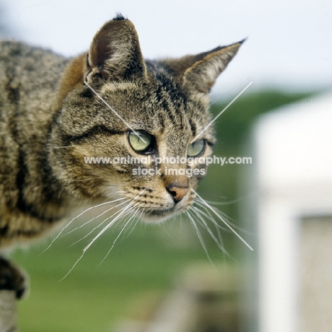 tabby cat thinking of pouncing