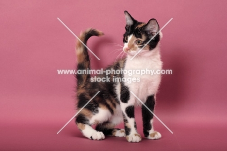 young black tortie & white Household cat