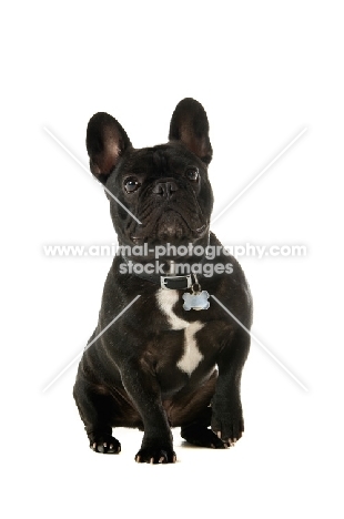 young French Bulldog sitting down