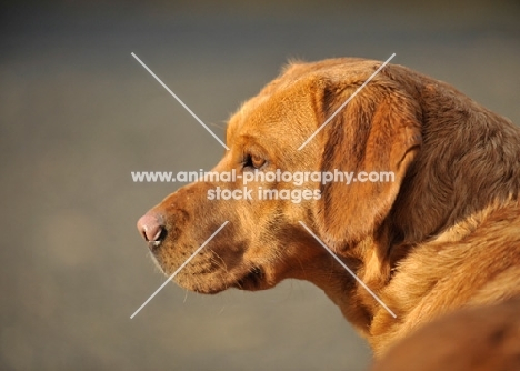 Labrador in profile