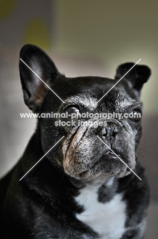 French Bulldog