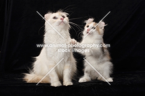 American Curl cats, one standing on hind legs