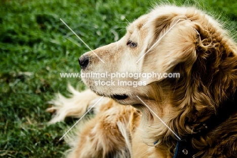 golden retriever profile