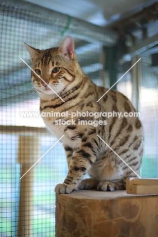 Bengal male cat sitting on a piece of wood