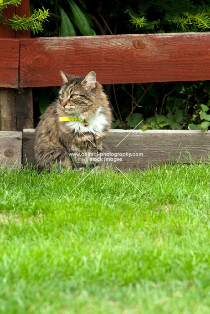 non pedigree tabby cat sitting in a garden