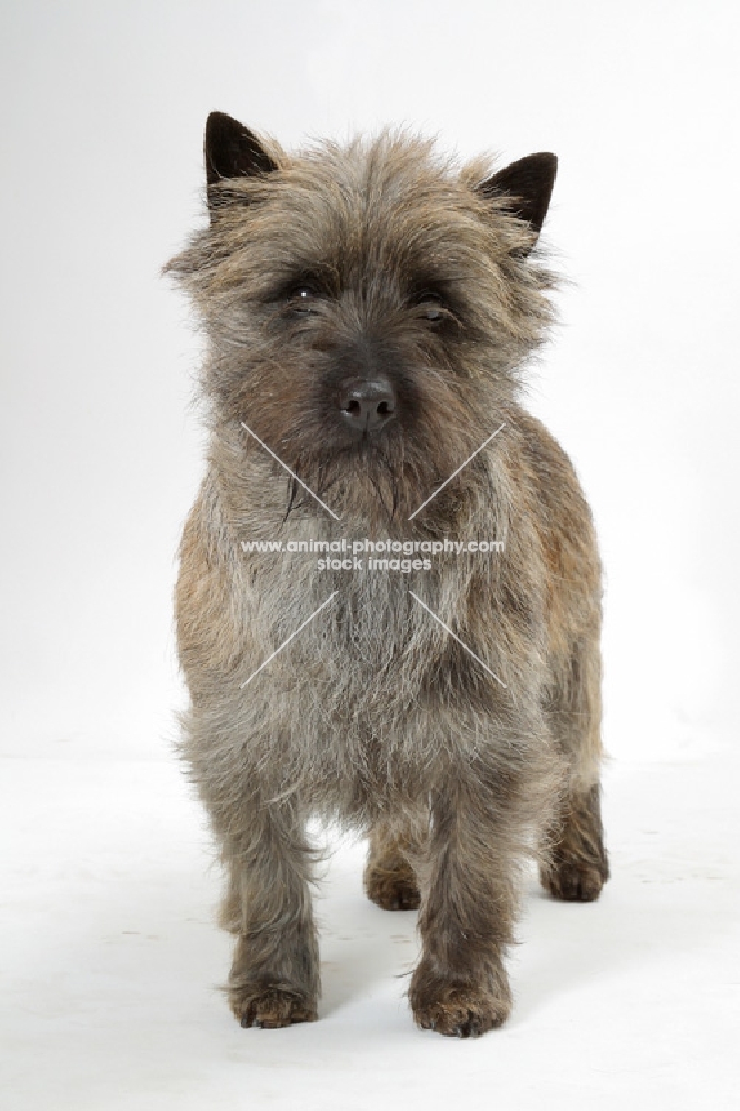 Brindle Australian Champion Cairn Terrier, front view