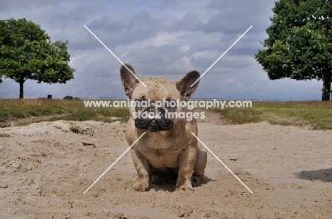 French Bulldog