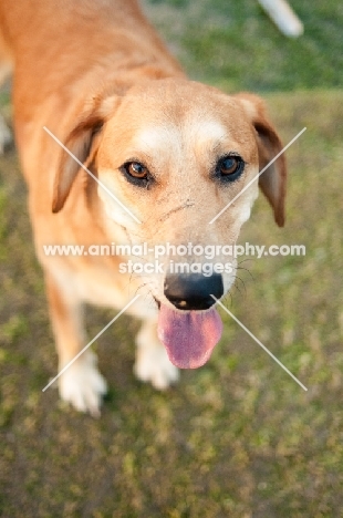 dog looking at camera