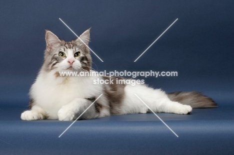 Silver Classic Tabby & White Maine Coon