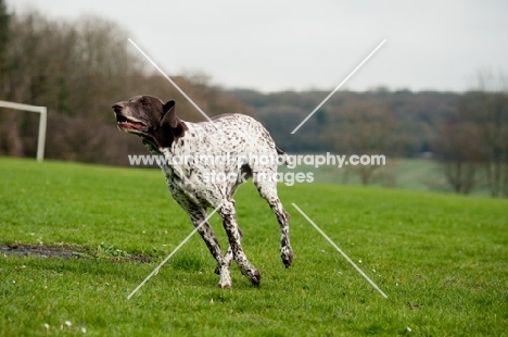 German Shorthaired Pointer (GSP) running