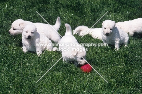 group of white swiss shepherd puppies